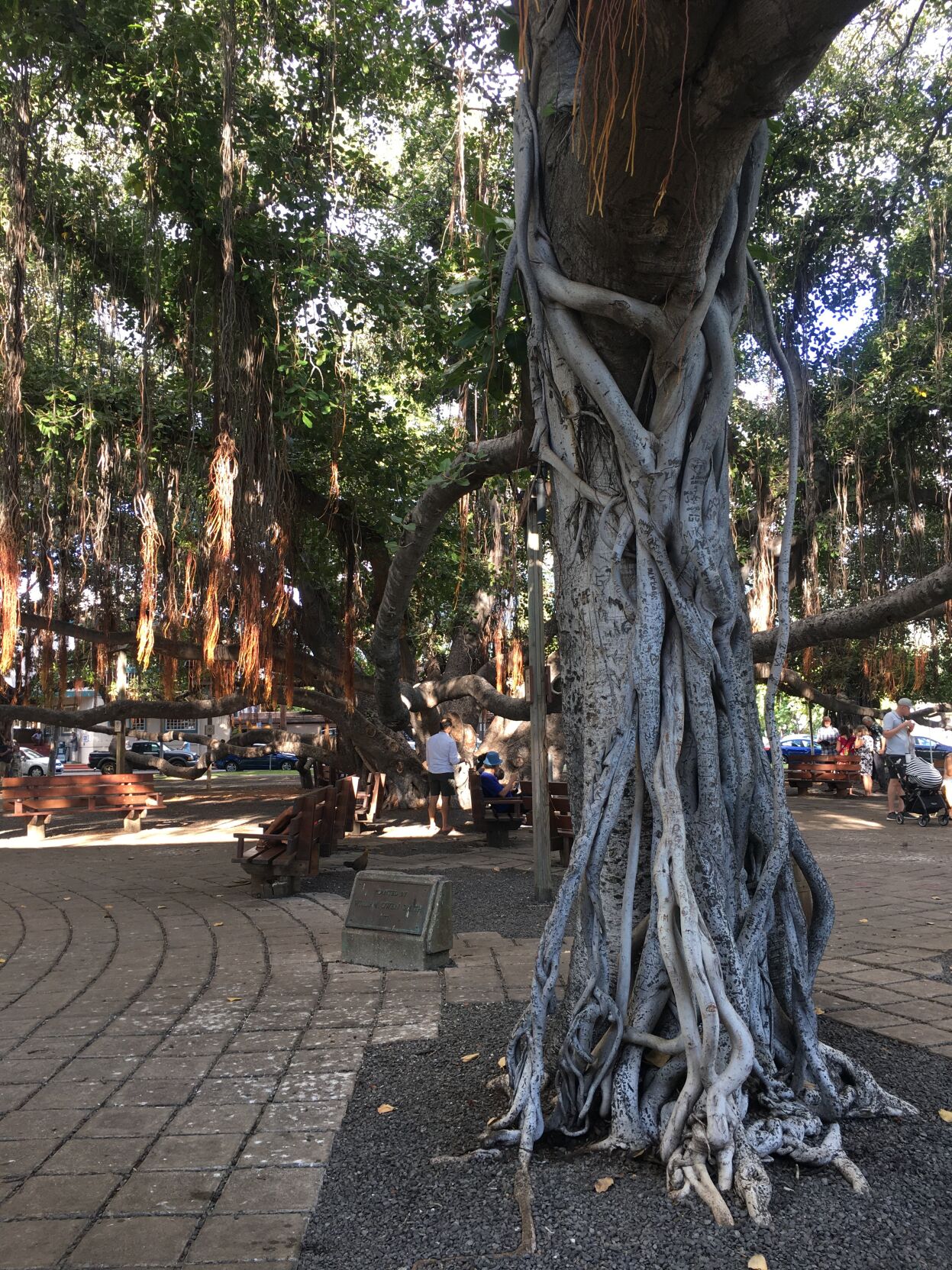 Banyan tree.JPG